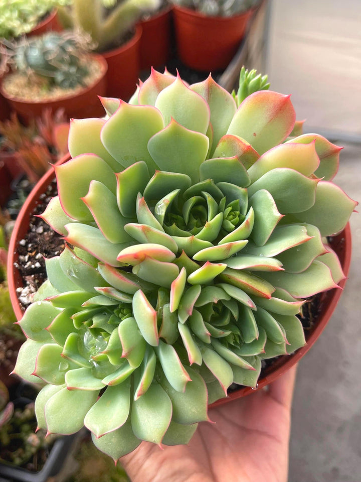 6” Echeveria Ramillete | Live Rooted Succulent | Rare Succulent