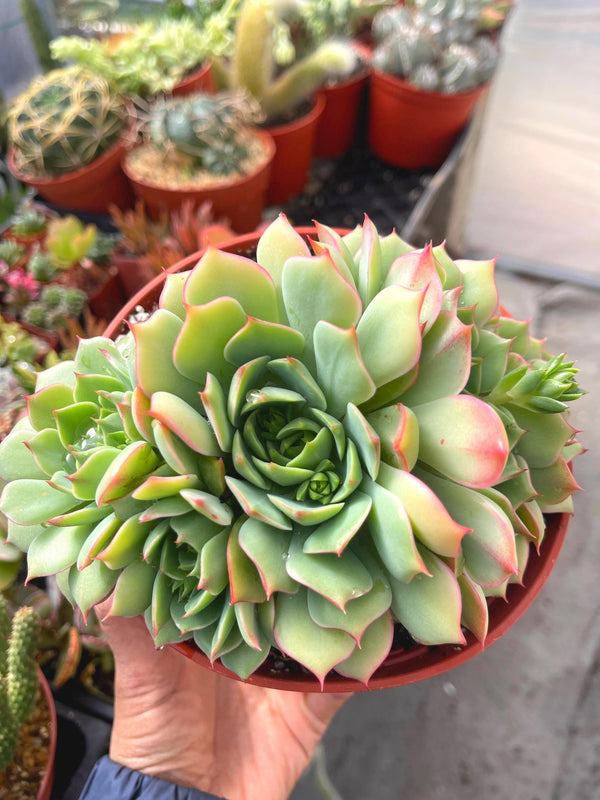 6” Echeveria Ramillete | Live Rooted Succulent | Rare Succulent