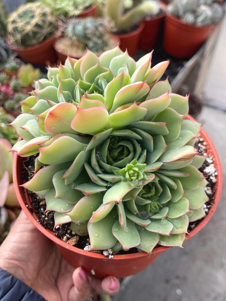 6” Echeveria Ramillete | Live Rooted Succulent | Rare Succulent