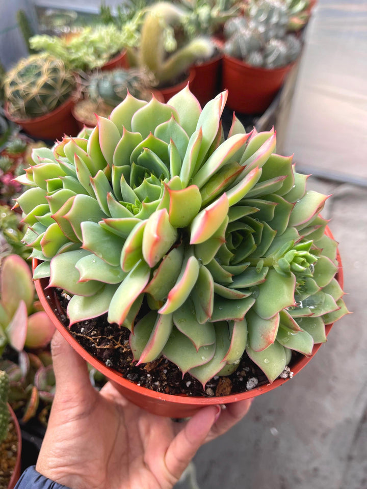 6” Echeveria Ramillete | Live Rooted Succulent | Rare Succulent