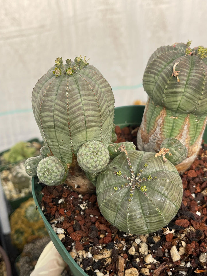 Old Euphorbia Obesa | Baseball Cactus | Live Cactus