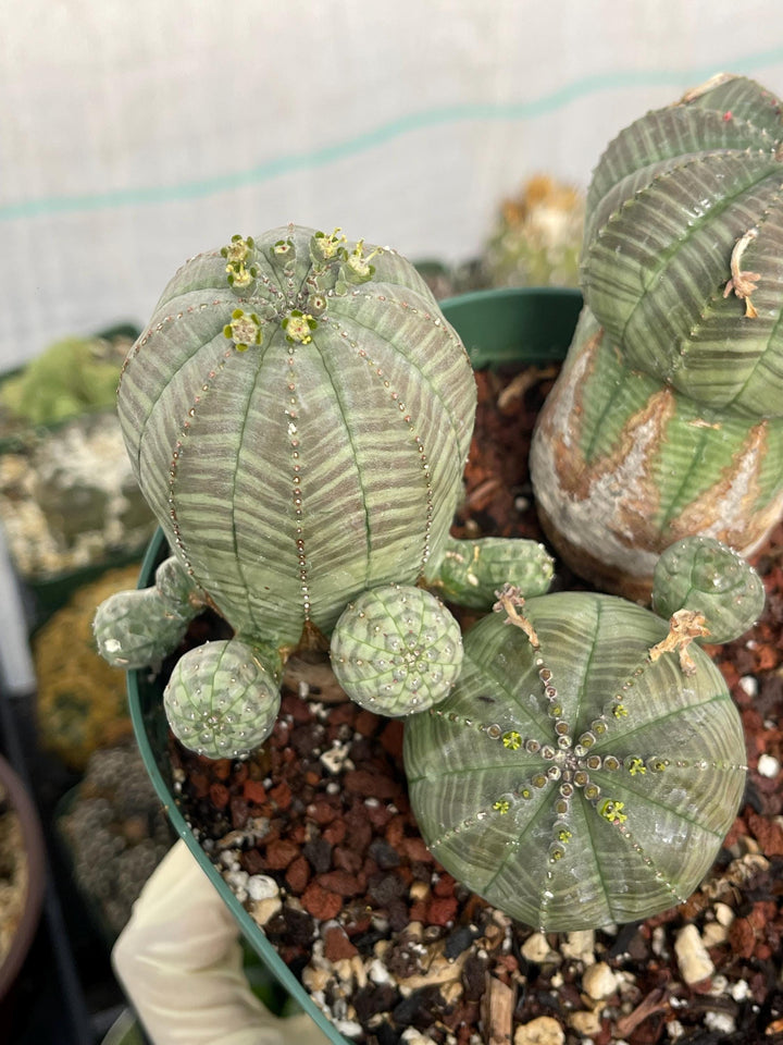 Old Euphorbia Obesa | Baseball Cactus | Live Cactus