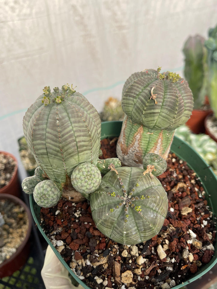 Old Euphorbia Obesa | Baseball Cactus | Live Cactus