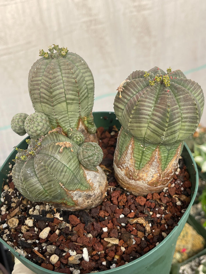 Old Euphorbia Obesa | Baseball Cactus | Live Cactus