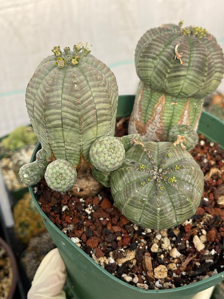 Old Euphorbia Obesa | Baseball Cactus | Live Cactus