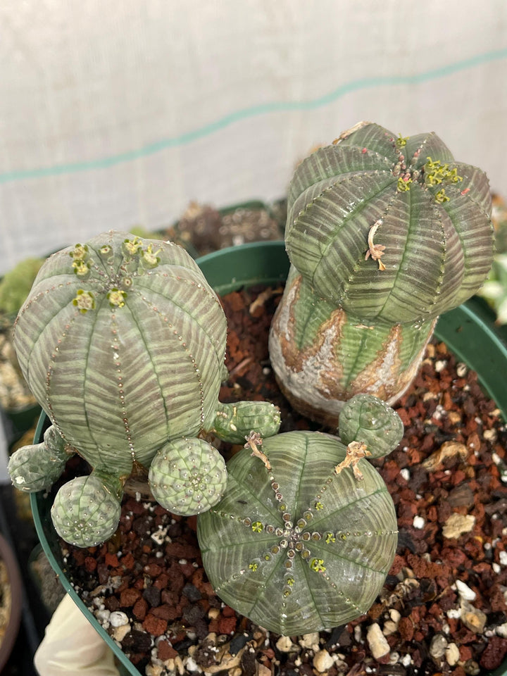 Old Euphorbia Obesa | Baseball Cactus | Live Cactus