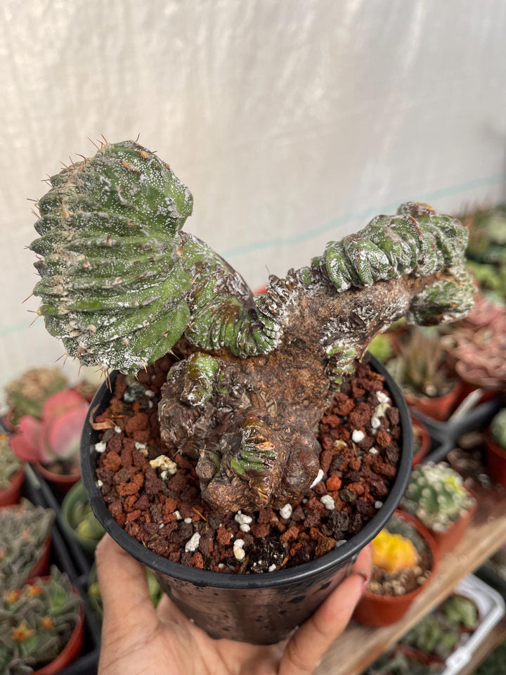 Crested Astrophytum Ornatum | live cactus | Rare plant