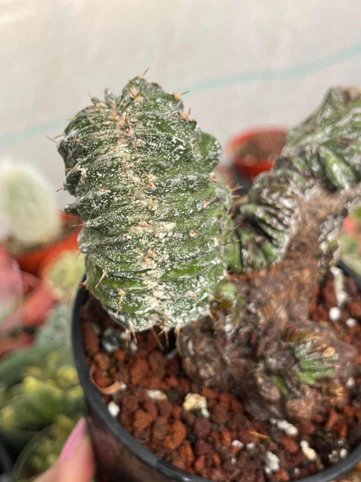 Crested Astrophytum Ornatum | live cactus | Rare plant