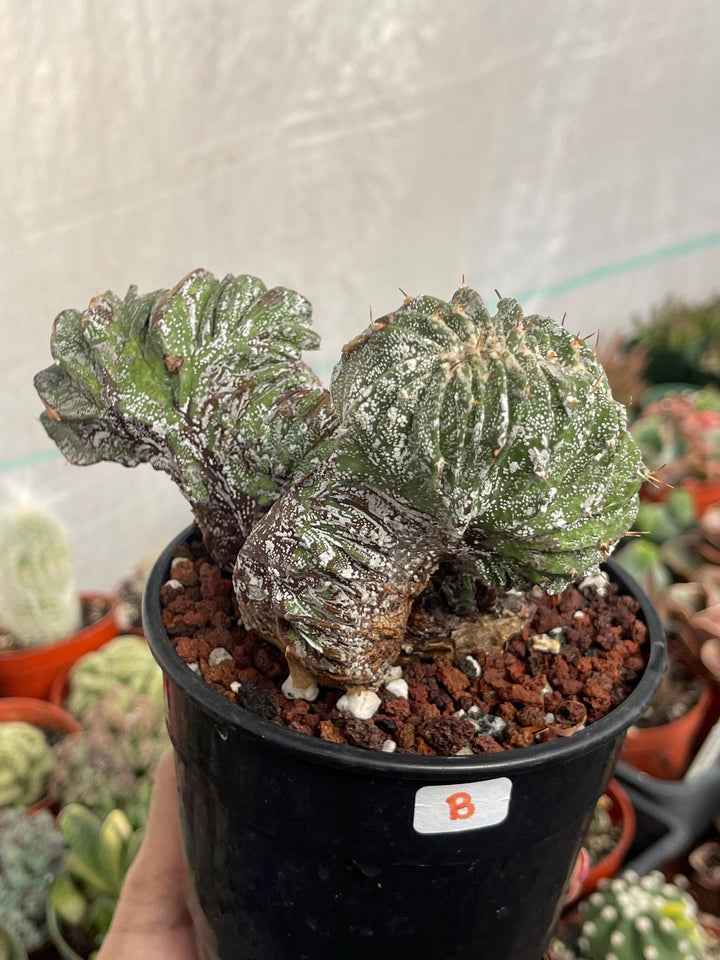 Crested Astrophytum Ornatum | live cactus | Rare plant