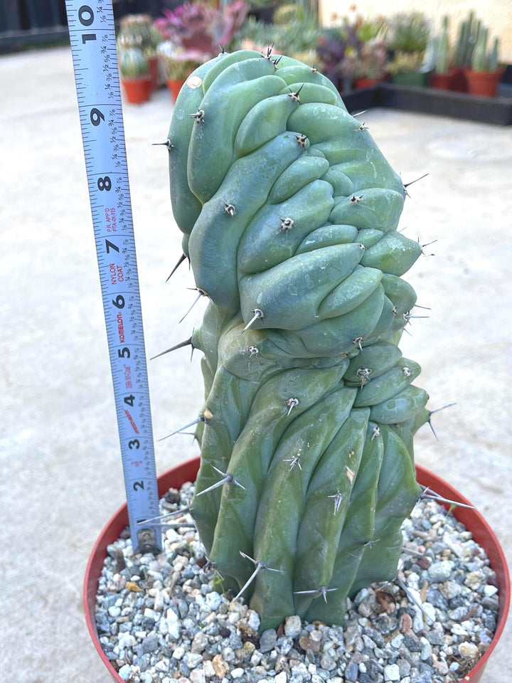 Crested Myrtillocactus Geometrizans | Crested Blue Myrtle Cactus | Blue Candle