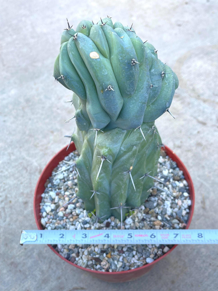 Crested Myrtillocactus Geometrizans | Crested Blue Myrtle Cactus | Blue Candle