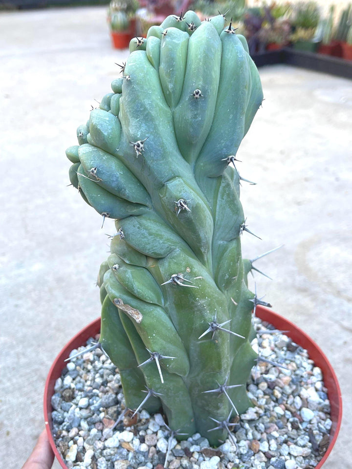 Crested Myrtillocactus Geometrizans | Crested Blue Myrtle Cactus | Blue Candle