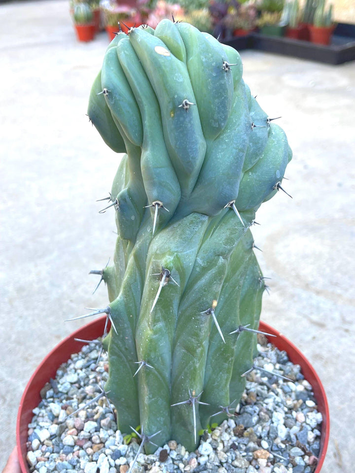 Crested Myrtillocactus Geometrizans | Crested Blue Myrtle Cactus | Blue Candle