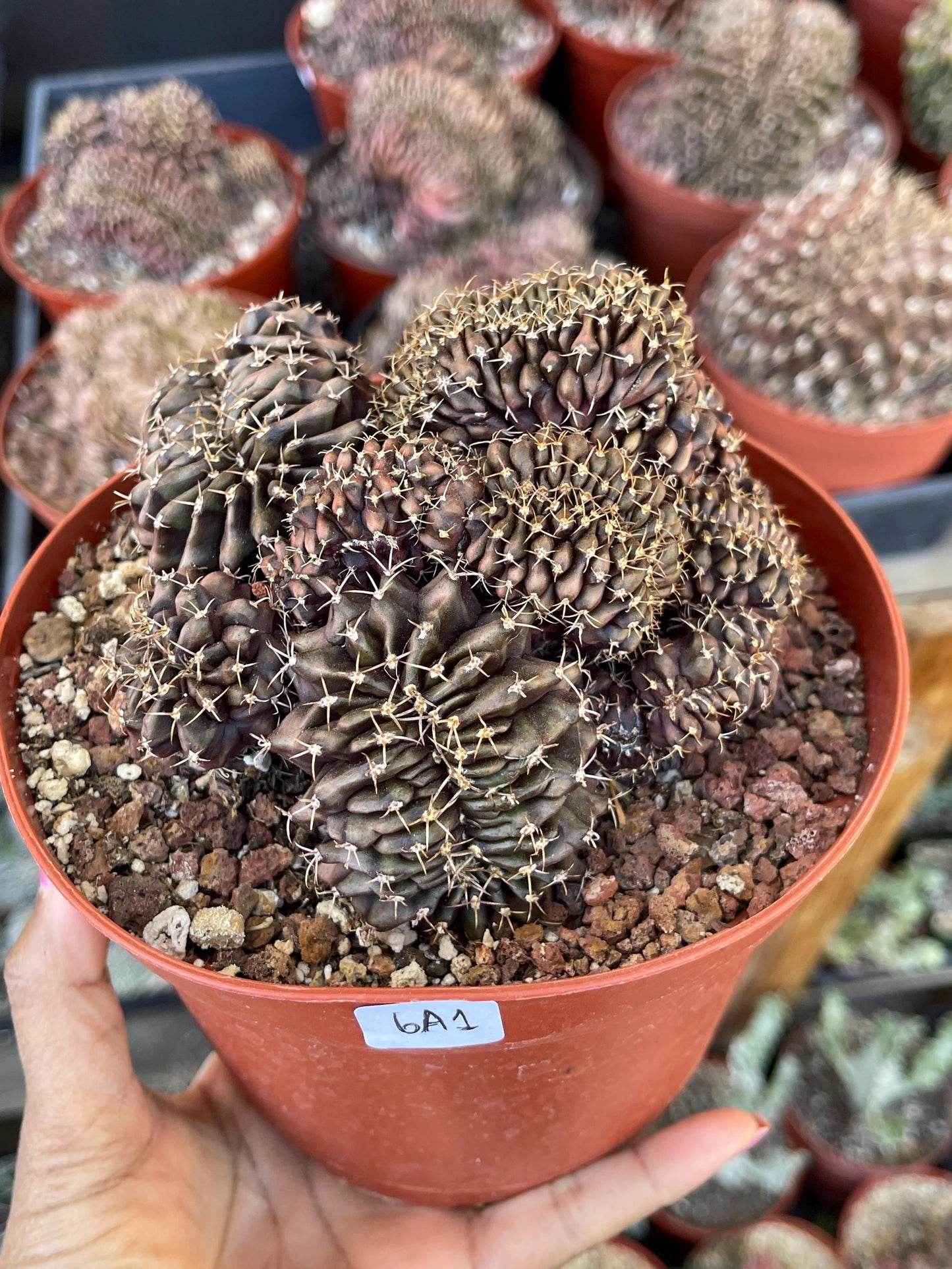 6” Crested Gymnocalycium Anisitsii | Rare Cactus