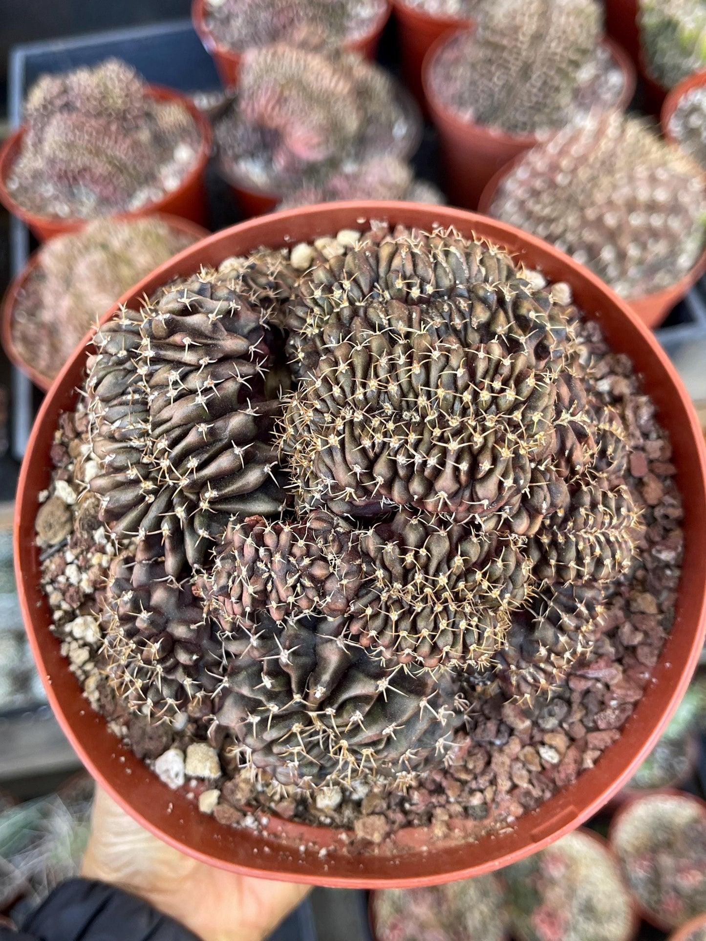 6” Crested Gymnocalycium Anisitsii | Rare Cactus