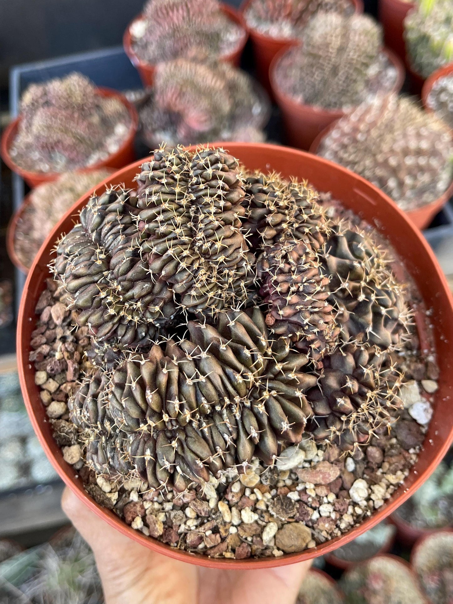 6” Crested Gymnocalycium Anisitsii | Rare Cactus