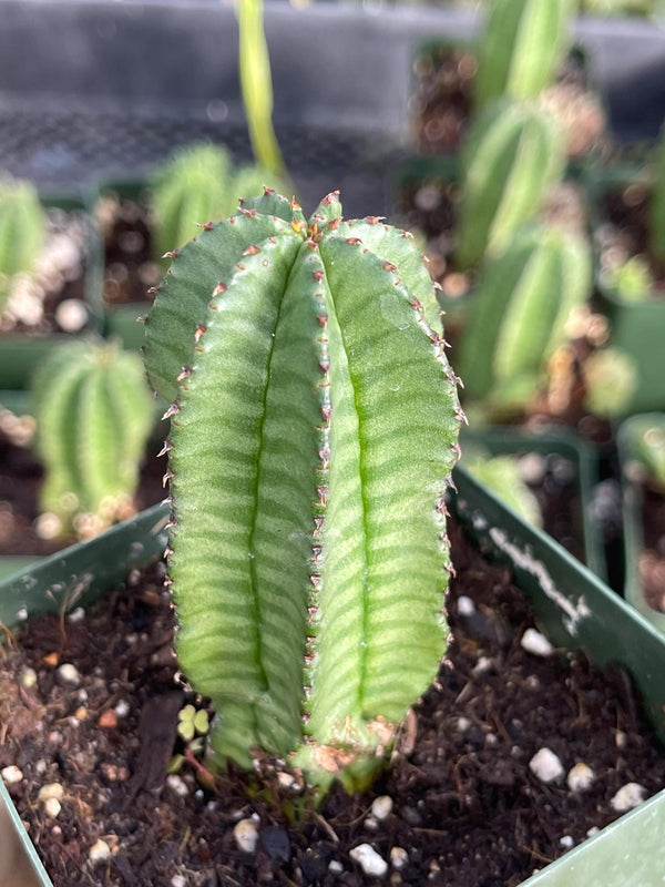 Tanzania Zipper Euphorbia Anoplia | Cactus with Pups | Rare Cactus