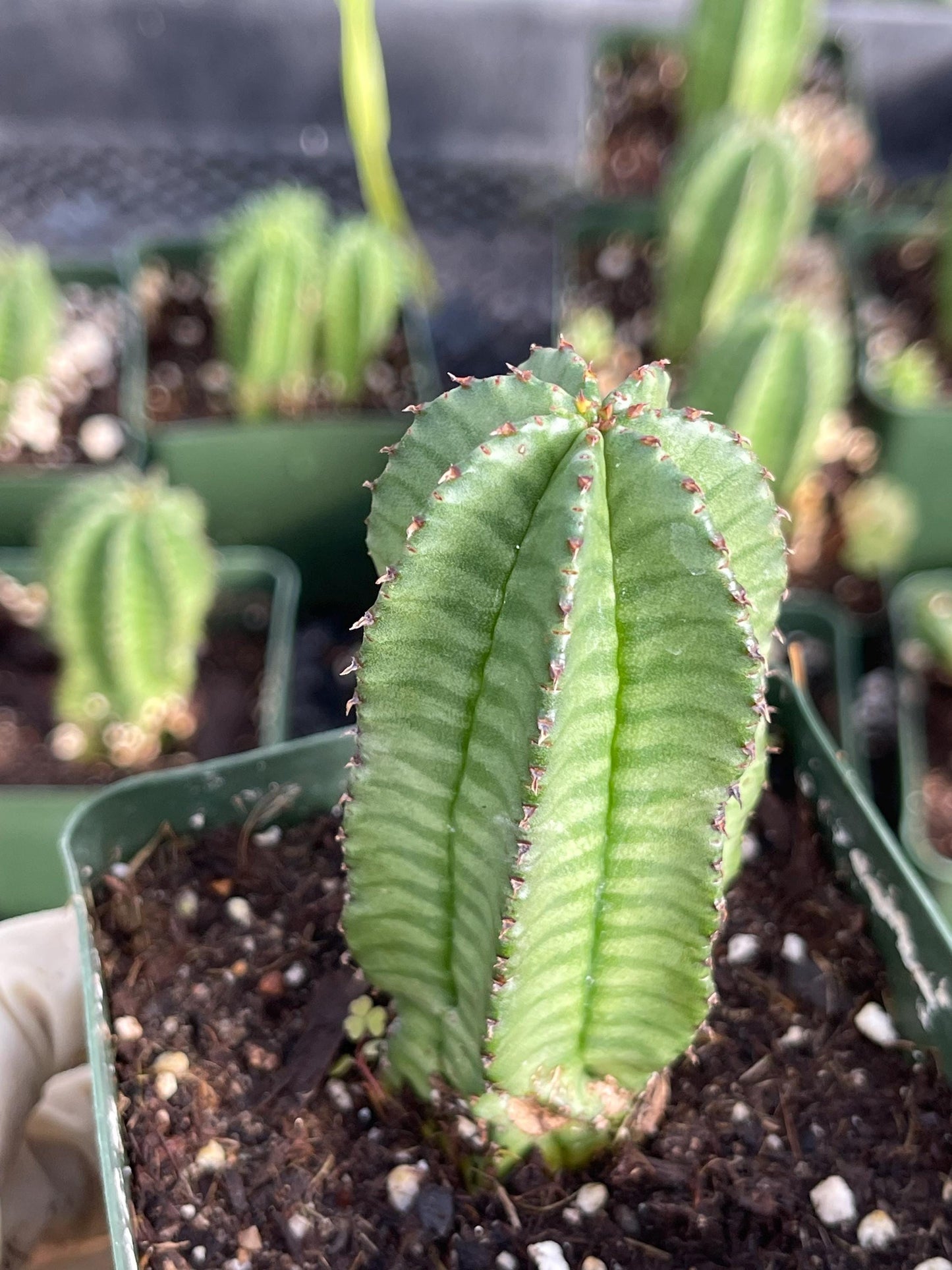 Tanzania Zipper Euphorbia Anoplia | Cactus with Pups | Rare Cactus