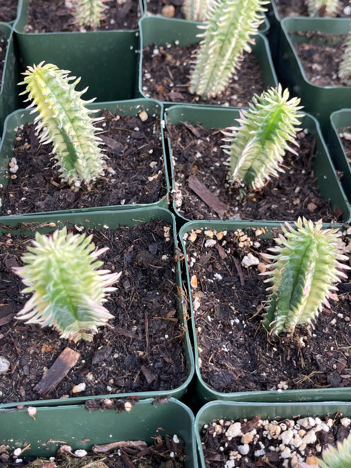 Variegated Corn Corb | Live Cactus