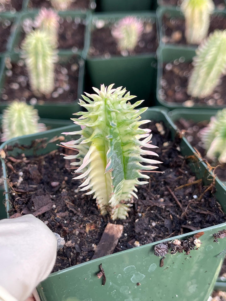 Variegated Corn Corb | Live Cactus