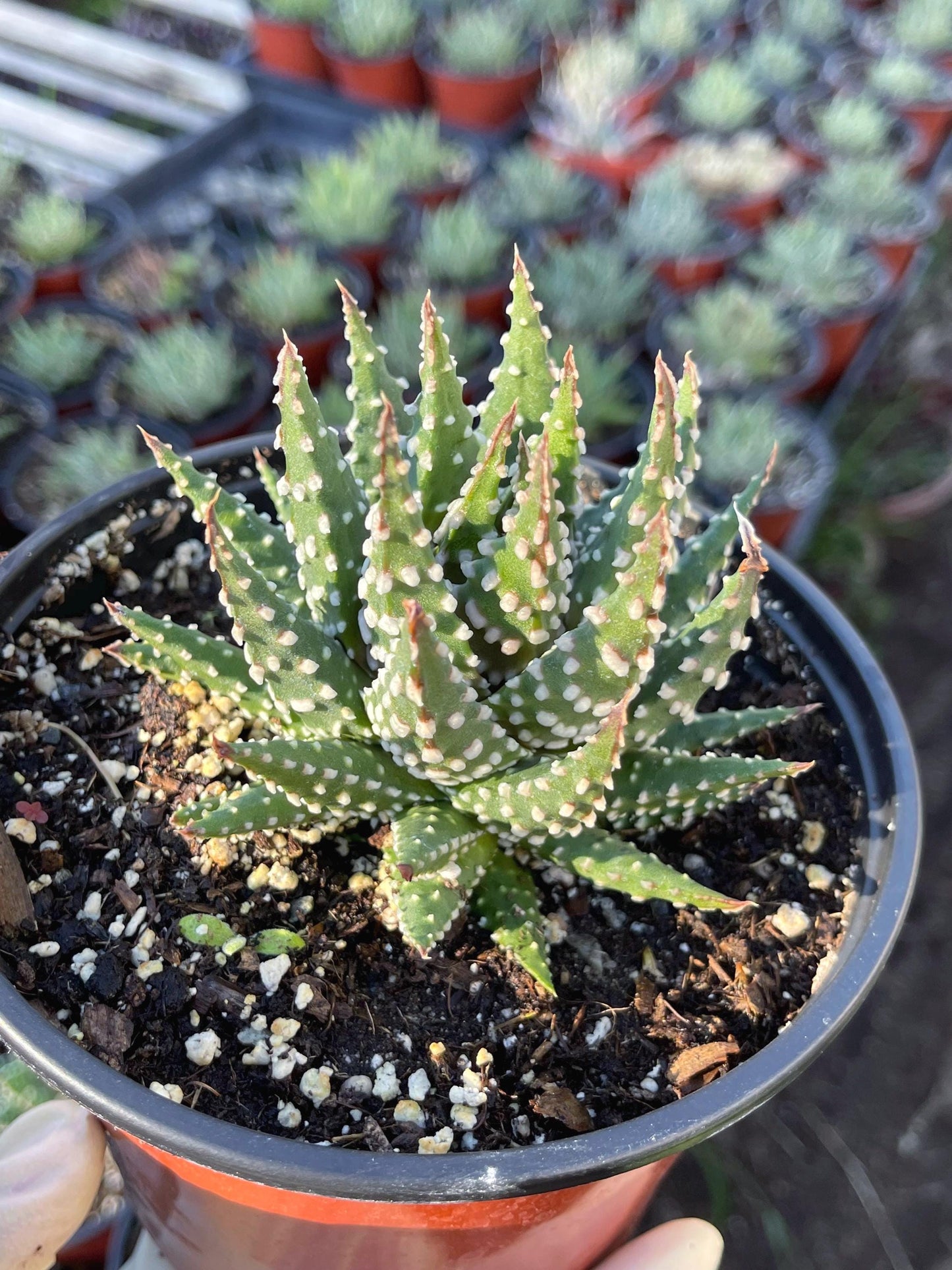 Haworthia Pumila | Little Donuts | Live Plant