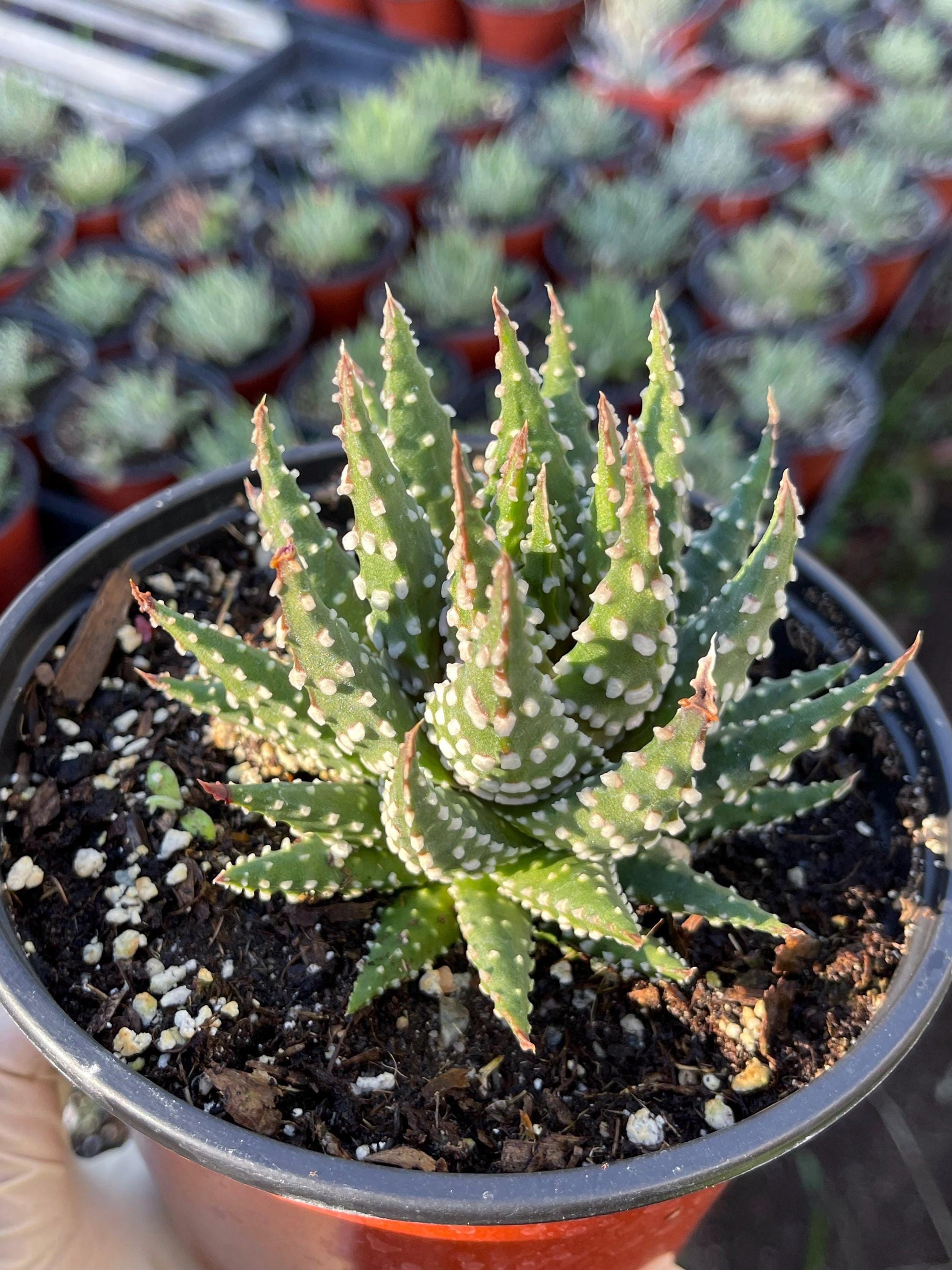 Haworthia Pumila | Little Donuts | Live Plant