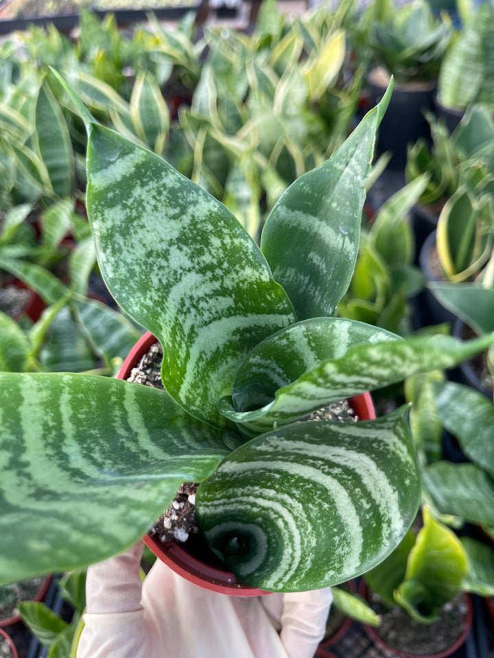 Sanseveria Trifasciata | Live House Plant