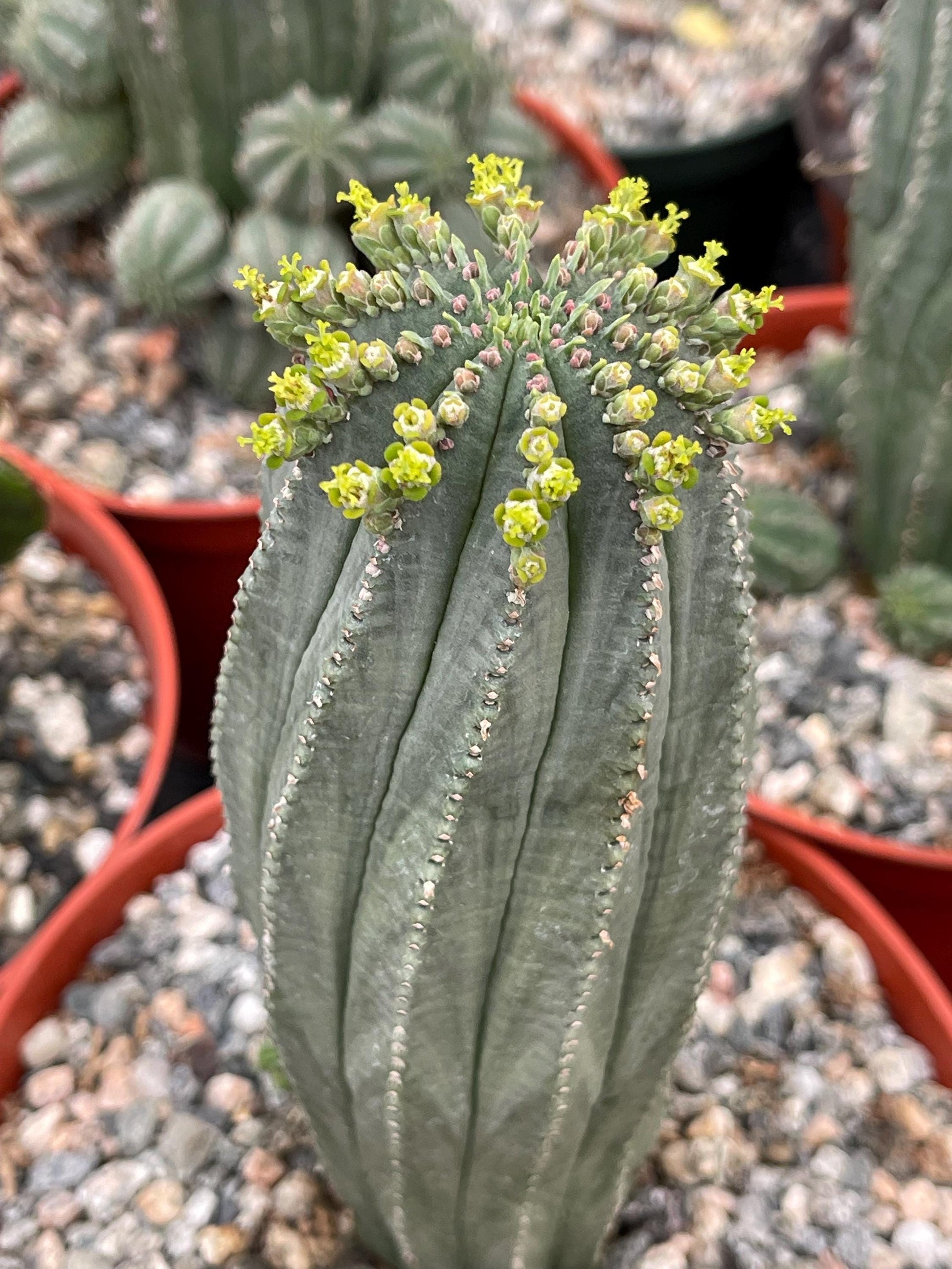 Euphorbia Infausta | Euphobia Cactus | Live Cactus