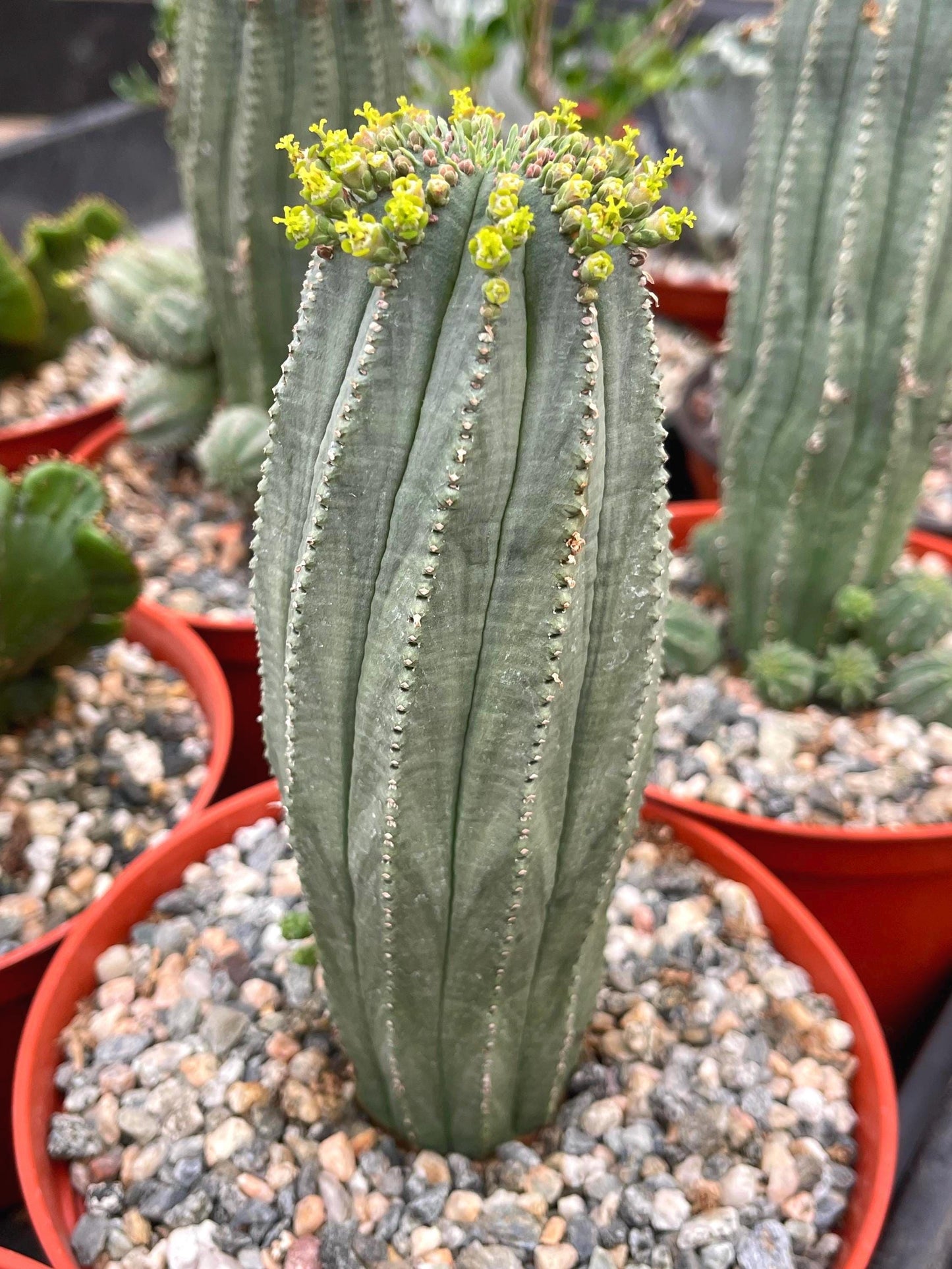 Euphorbia Infausta | Euphobia Cactus | Live Cactus