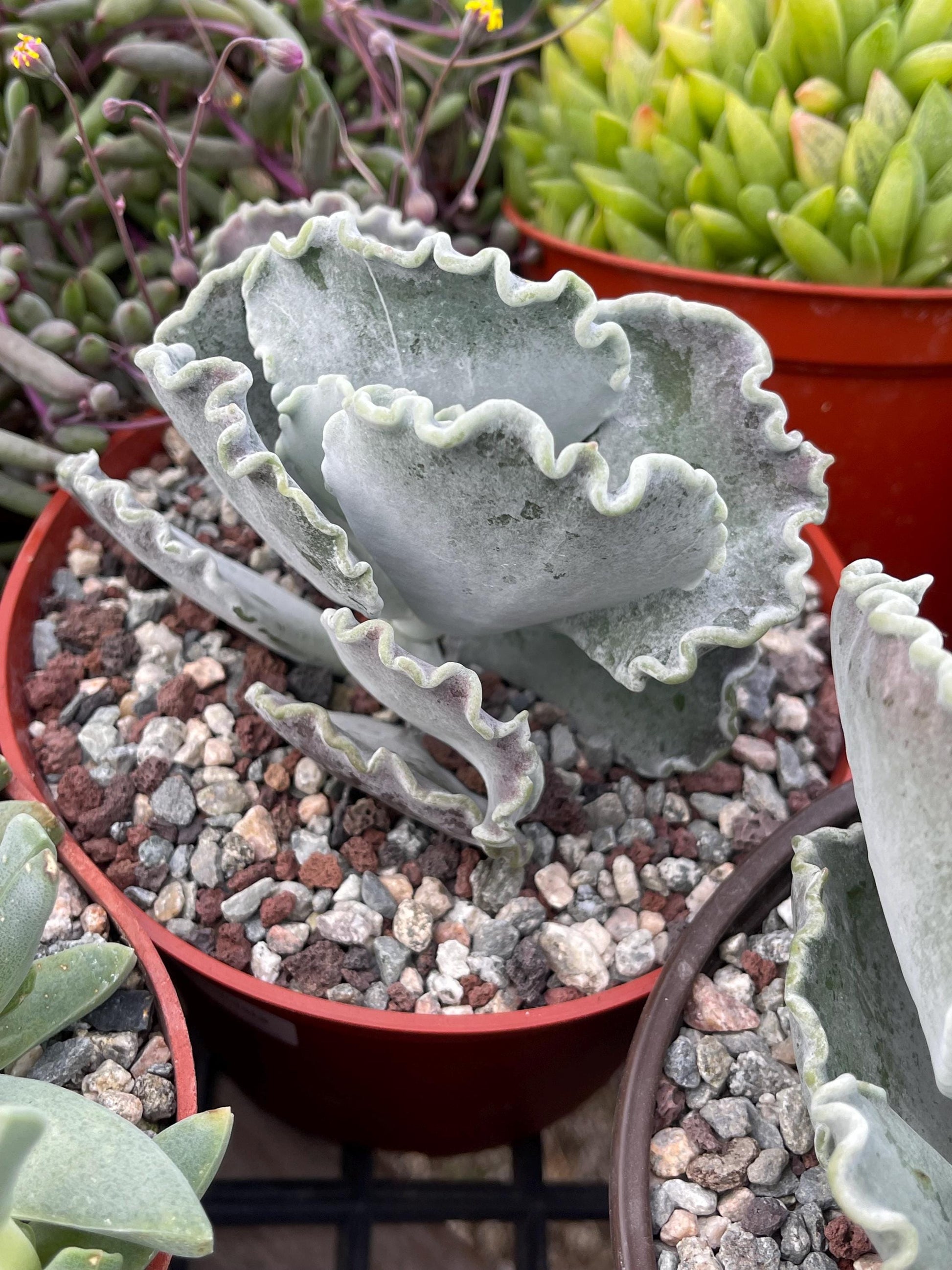 Cotyledon Undulata | Live Succulent | White Succulent