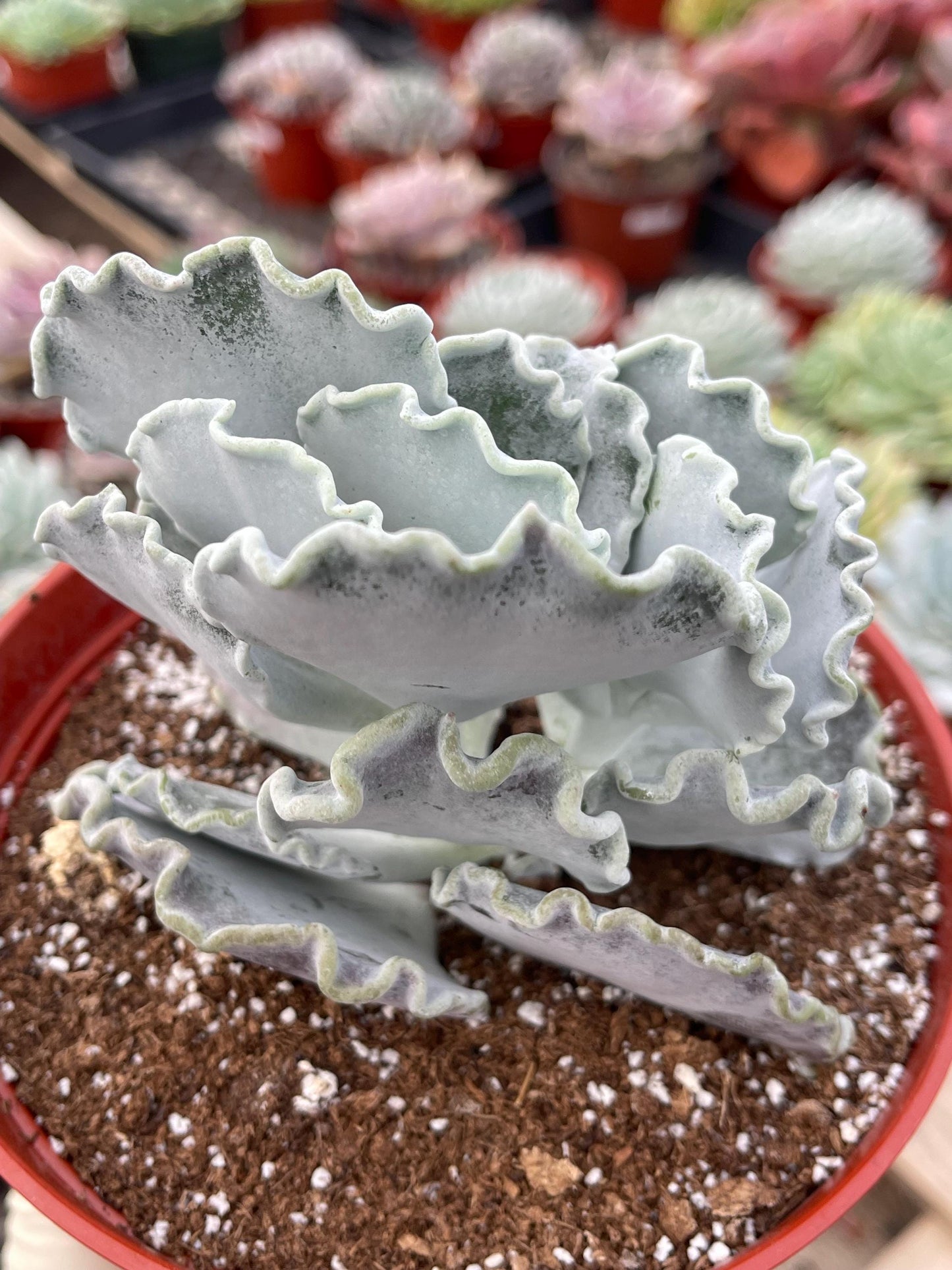 Cotyledon Undulata | Live Succulent | White Succulent