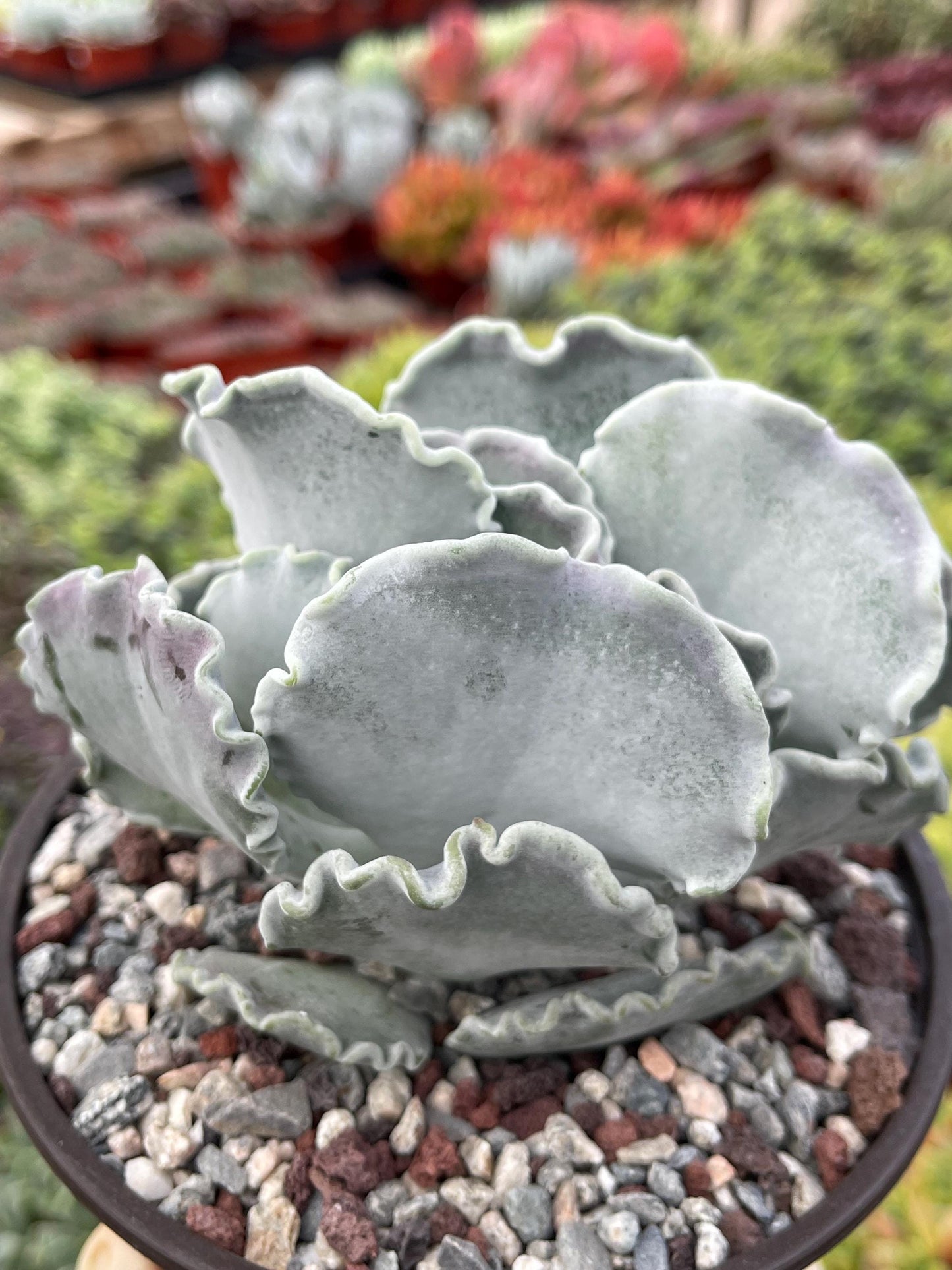 Cotyledon Undulata | Live Succulent | White Succulent