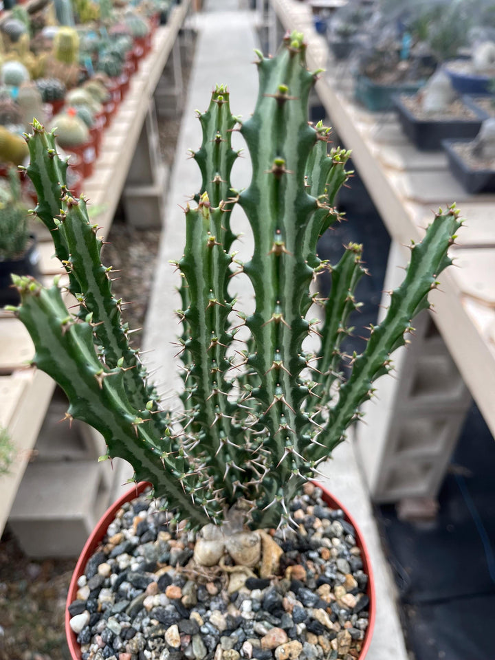 Euphorbia knuthii | Live Plant | Live Cactus