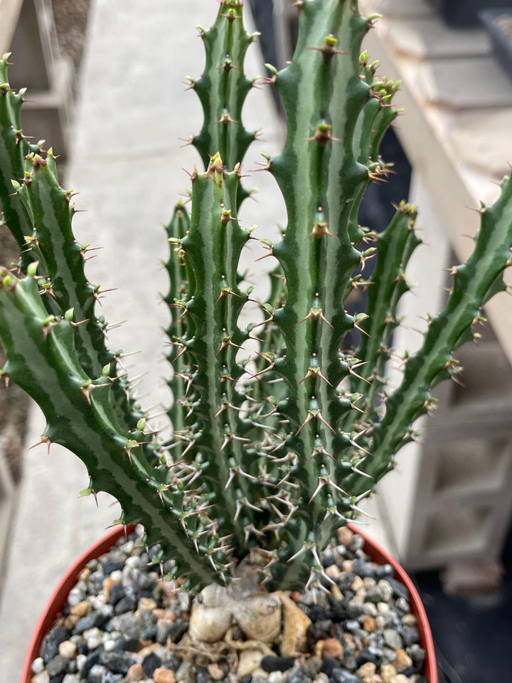 Euphorbia knuthii | Live Plant | Live Cactus