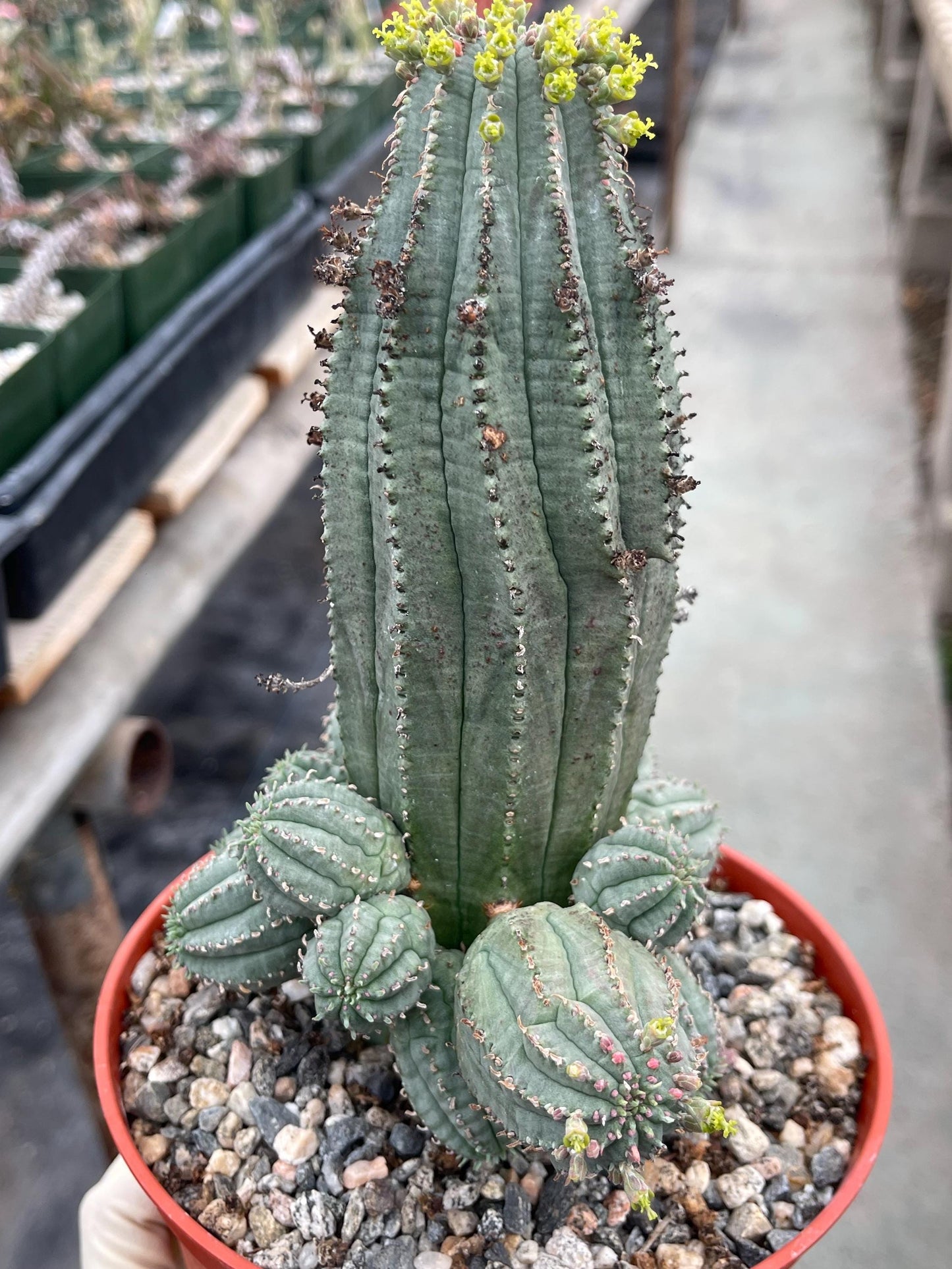 Euphorbia Infausta | Euphobia Cactus | Live Cactus