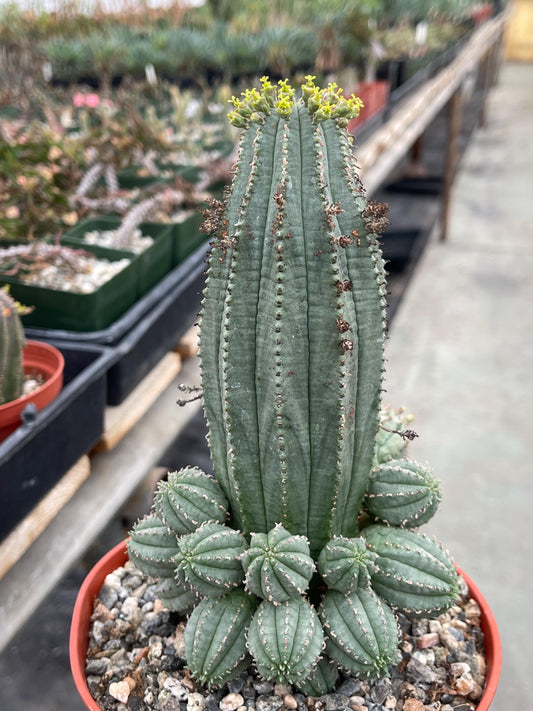 Euphorbia Infausta | Euphobia Cactus | Live Cactus