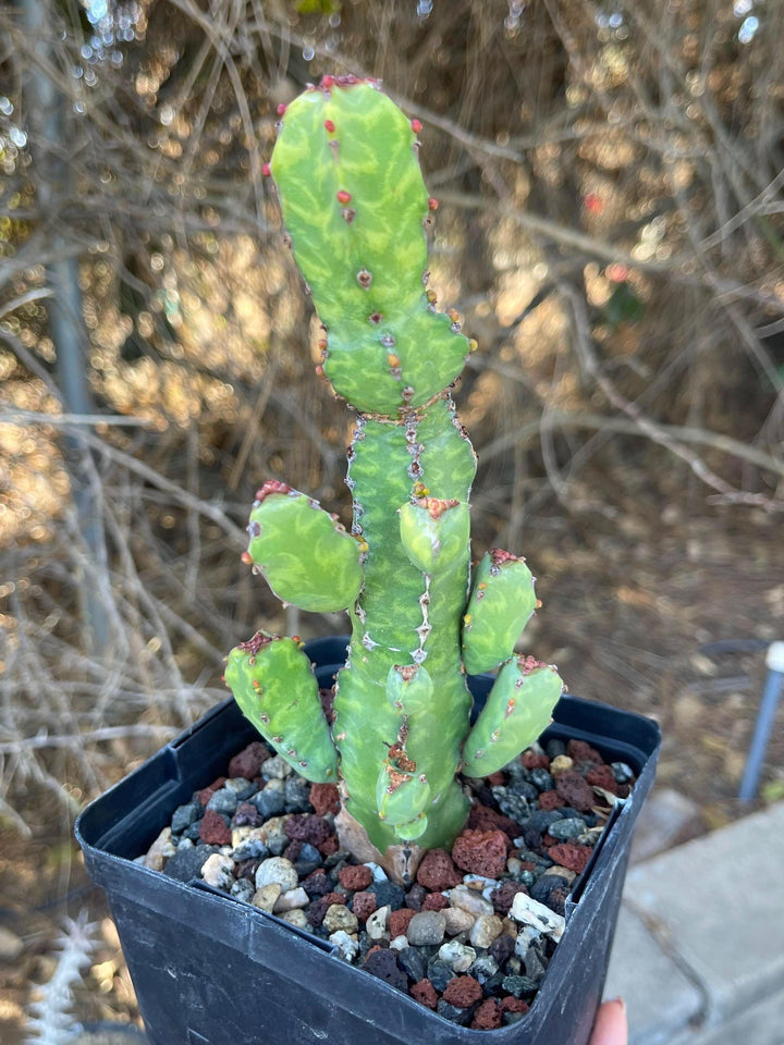 Euphorbia Lyttoniana | Rare Cactus | Live Plant