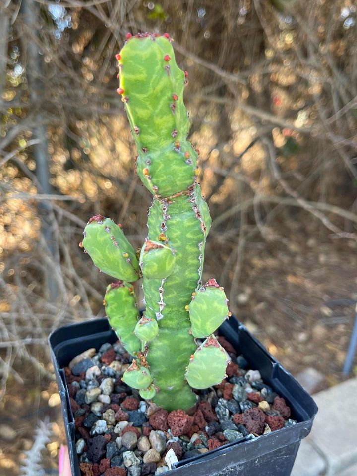 Euphorbia Lyttoniana | Rare Cactus | Live Plant