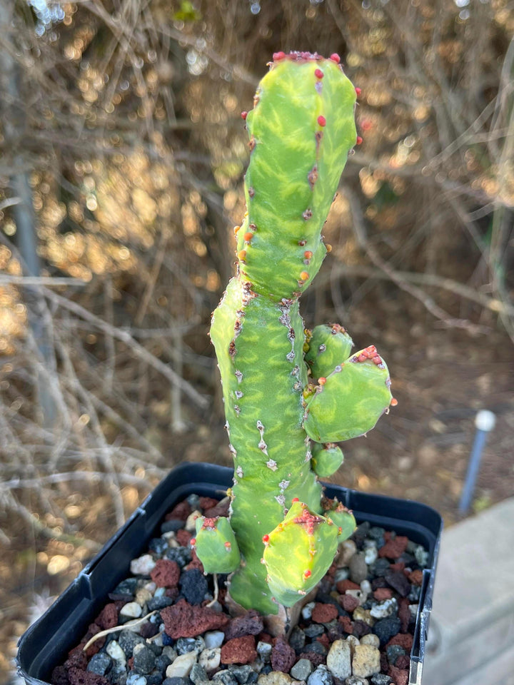 Euphorbia Lyttoniana | Rare Cactus | Live Plant