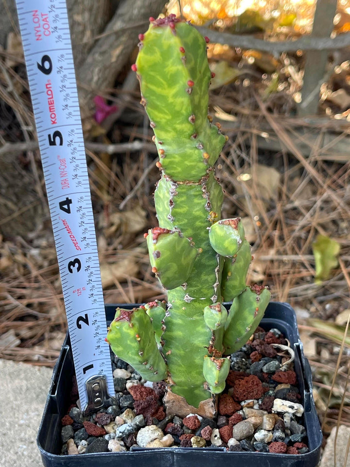 Euphorbia Lyttoniana | Rare Cactus | Live Plant