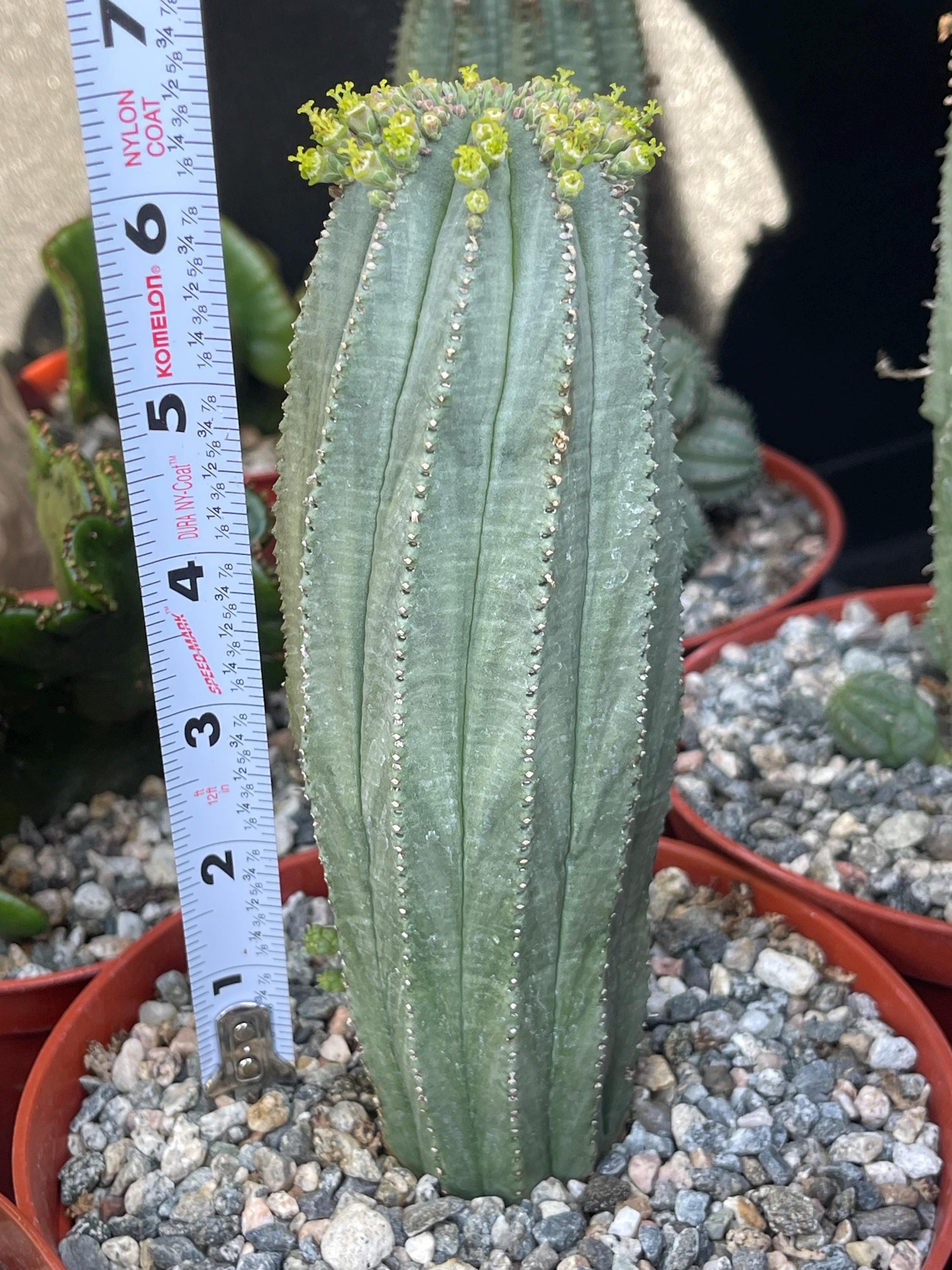 Euphorbia Infausta | Euphobia Cactus | Live Cactus