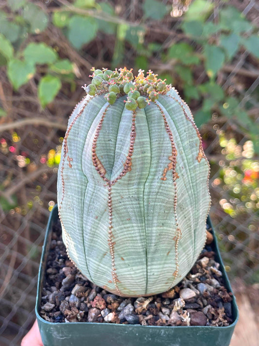 Old Large Euphorbia Obesa | Baseball Cactus | Live Cactus