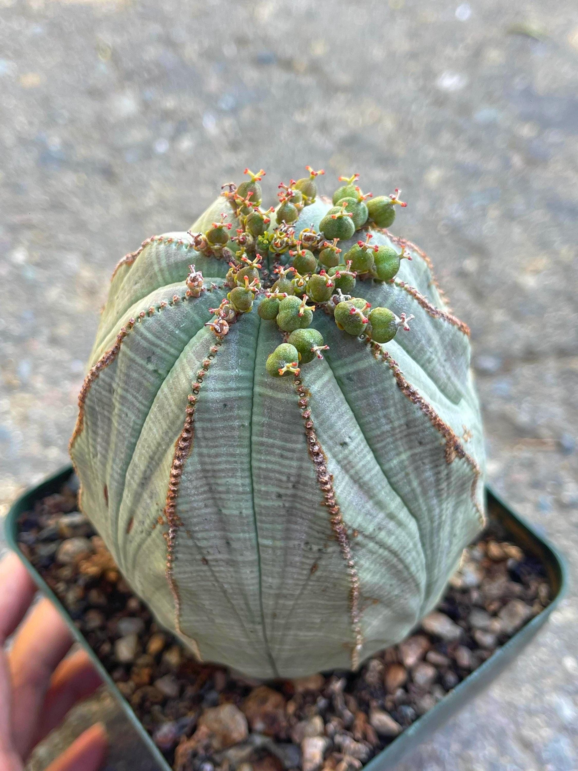 Old Large Euphorbia Obesa | Baseball Cactus | Live Cactus