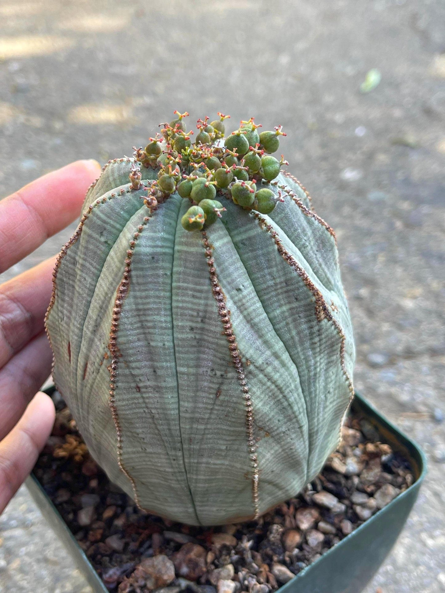 Old Large Euphorbia Obesa | Baseball Cactus | Live Cactus