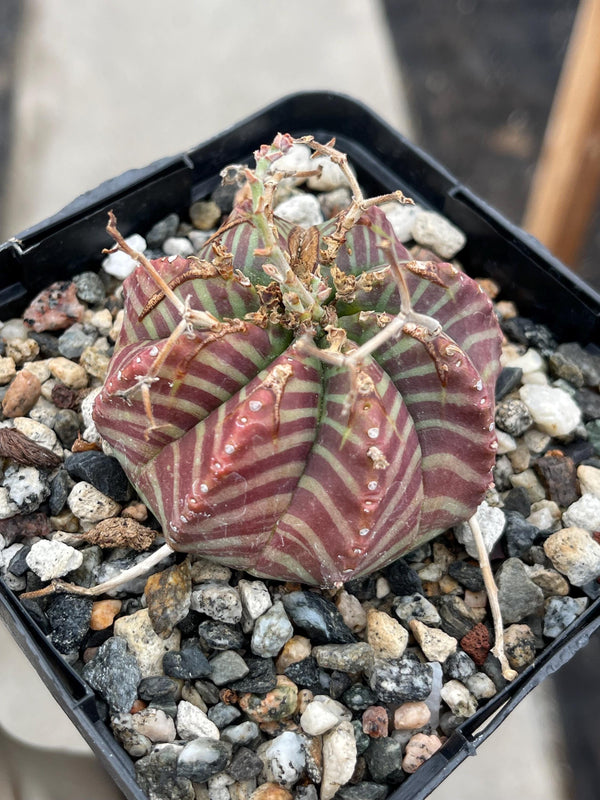 Euphorbia Meloformis | Live Plant | Rare Plant