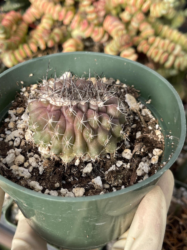 Copiapoa humilis Cactus cluster | Live Cactus