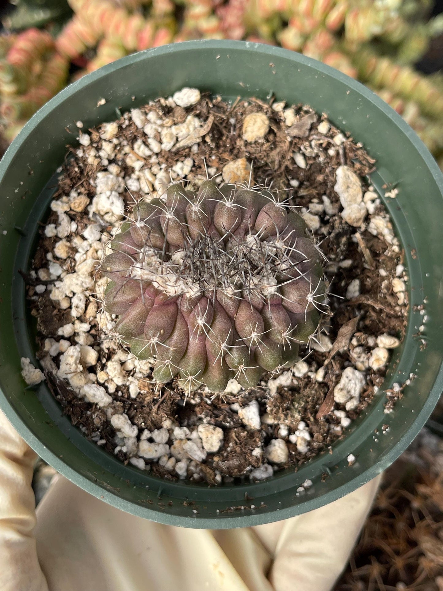 Copiapoa humilis Cactus cluster | Live Cactus