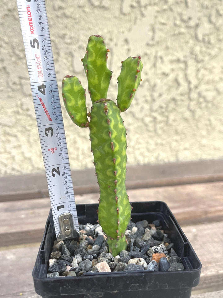 Euphorbia Lyttoniana | Rare Cactus | Live Plant