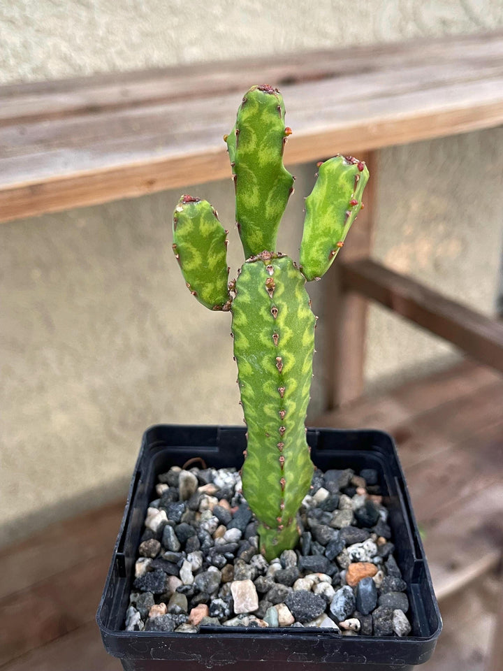 Euphorbia Lyttoniana | Rare Cactus | Live Plant