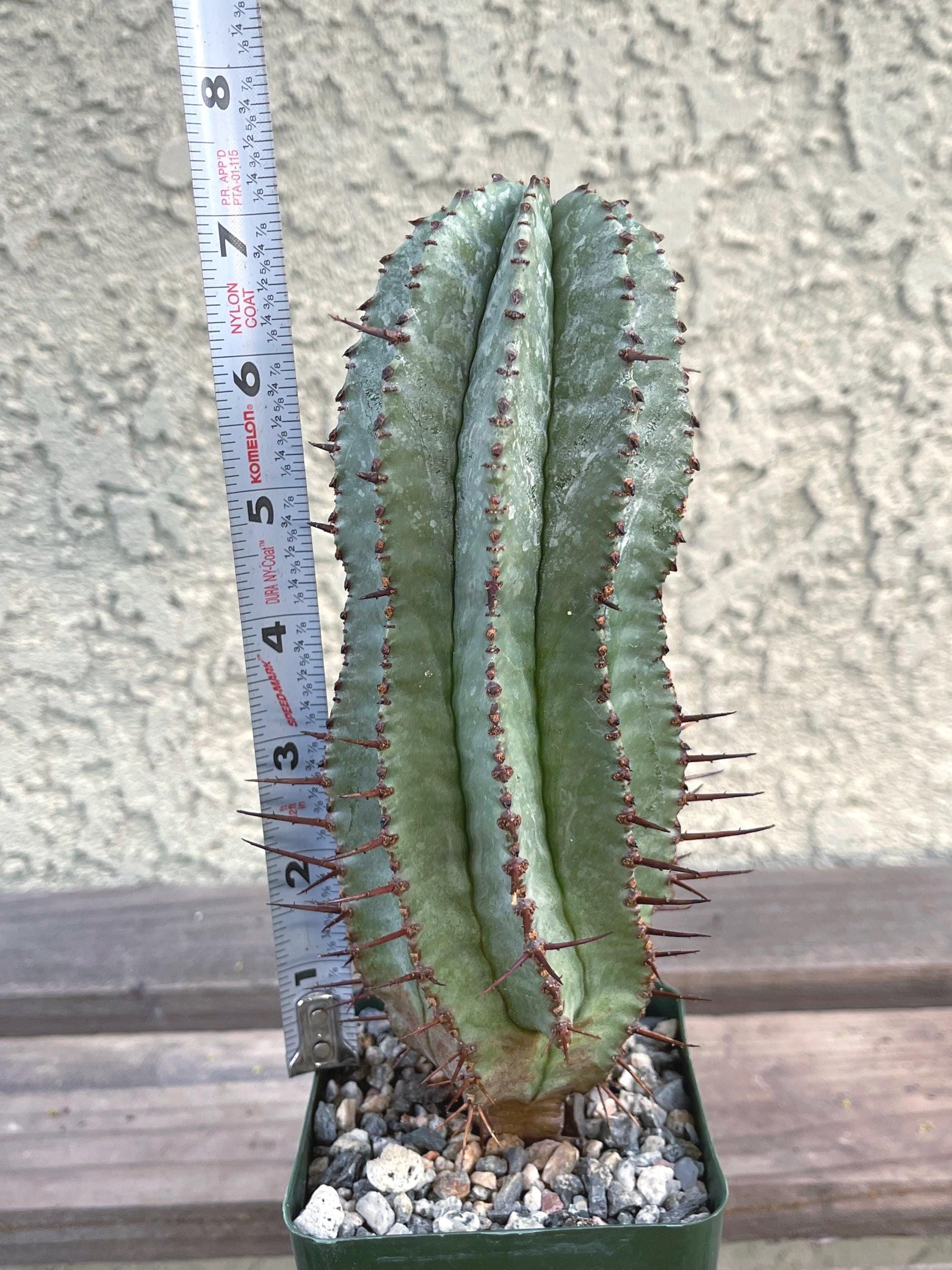 Euphorbia Hybrid | Rare Cactus | Live Plant